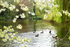 The upper pond and island